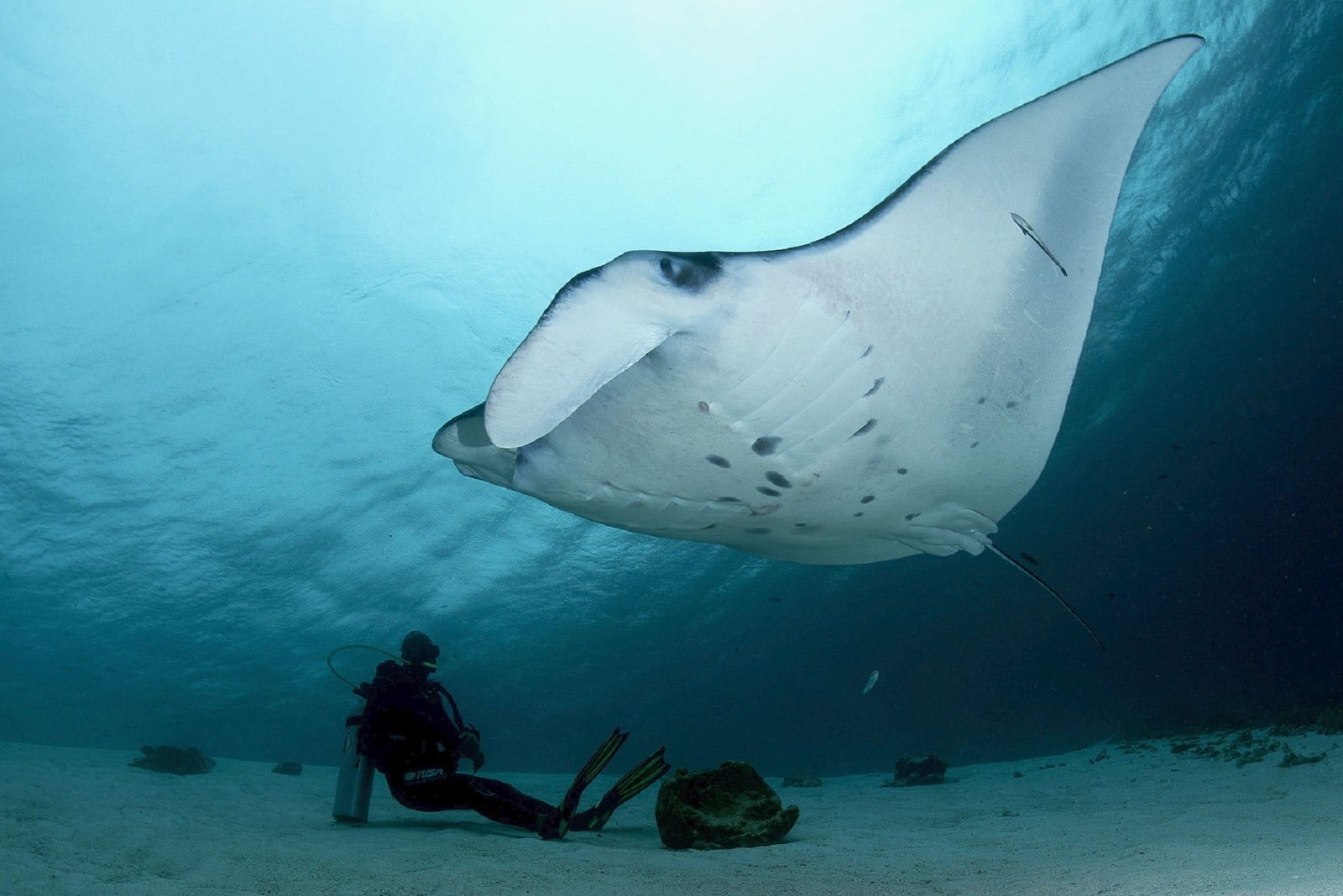1_Manta and diver